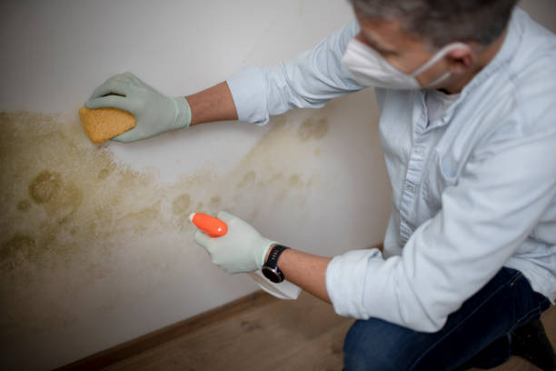 Best Attic Mold Remediation in Silver Grove, KY